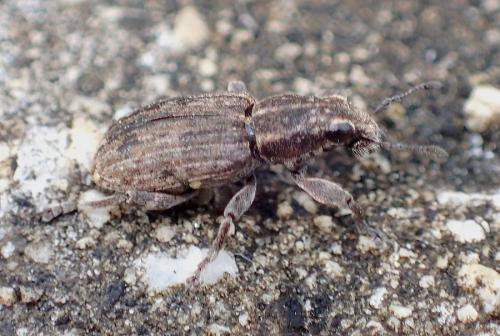 Réf. 221 003 : Sitona sp.